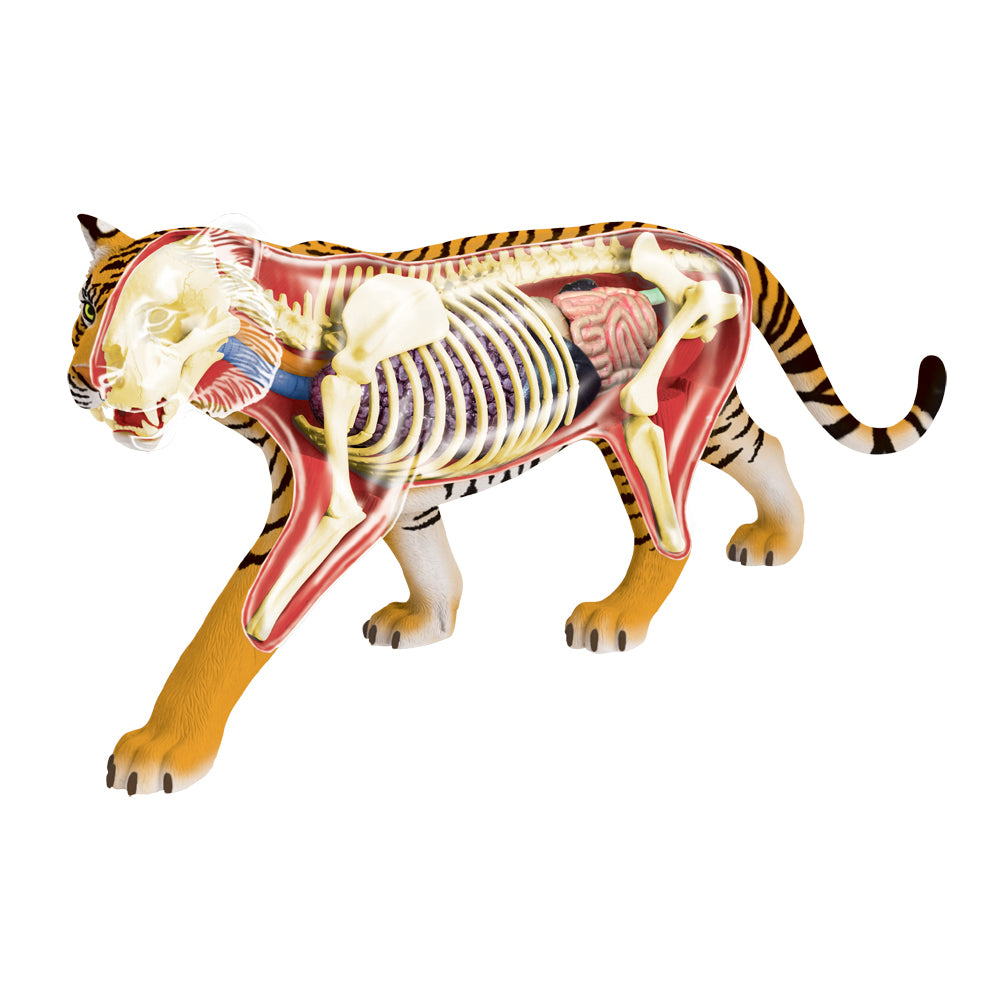 4D Master Tiger Anatomy Model Educational Kit