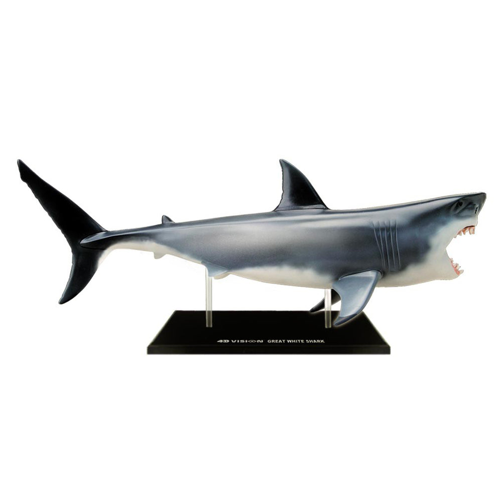 4D Master Great White Shark Anatomy Model Kit