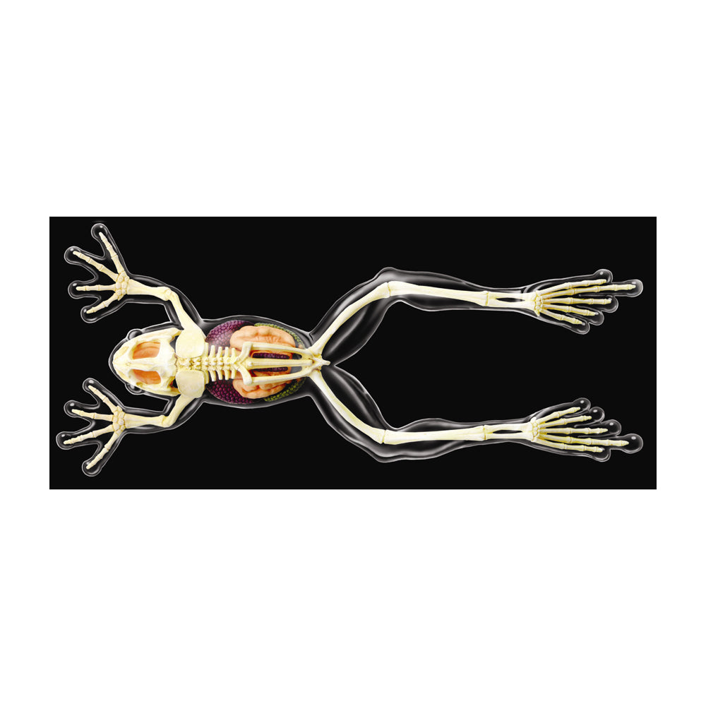 4D Master Full Skeleton Frog Model Anatomy Kit