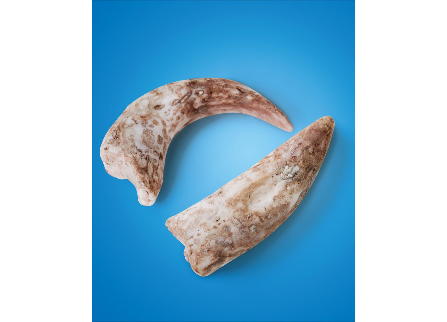 Discovery #MINDBLOWN Dino Fossils Unearthed Excavation Kit 2-Pack