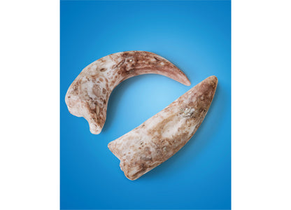 Discovery #MINDBLOWN Dino Fossils Unearthed Excavation Kit 2-Pack