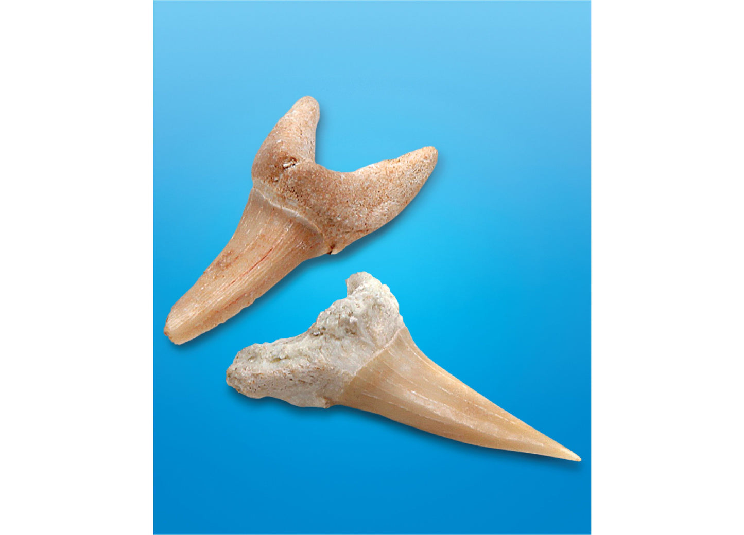 Discovery #MINDBLOWN Shark Teeth Excavation Kit (2-Pack) - Paleontology Adventure Set