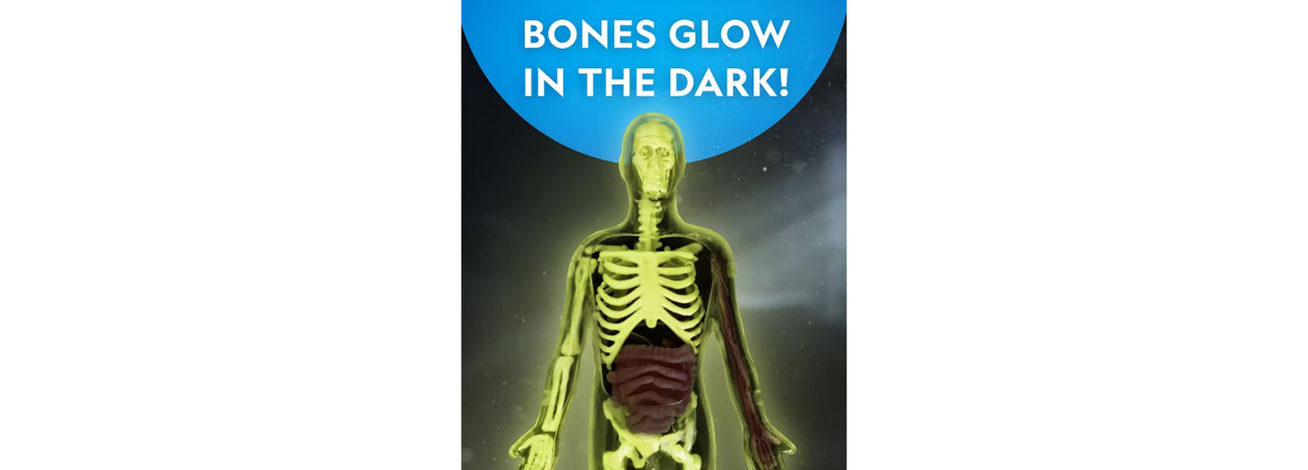 National Geographic Glow-In-The-Dark Human Body skeleton model glowing yellow