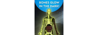 National Geographic Glow-In-The-Dark Human Body skeleton model glowing yellow