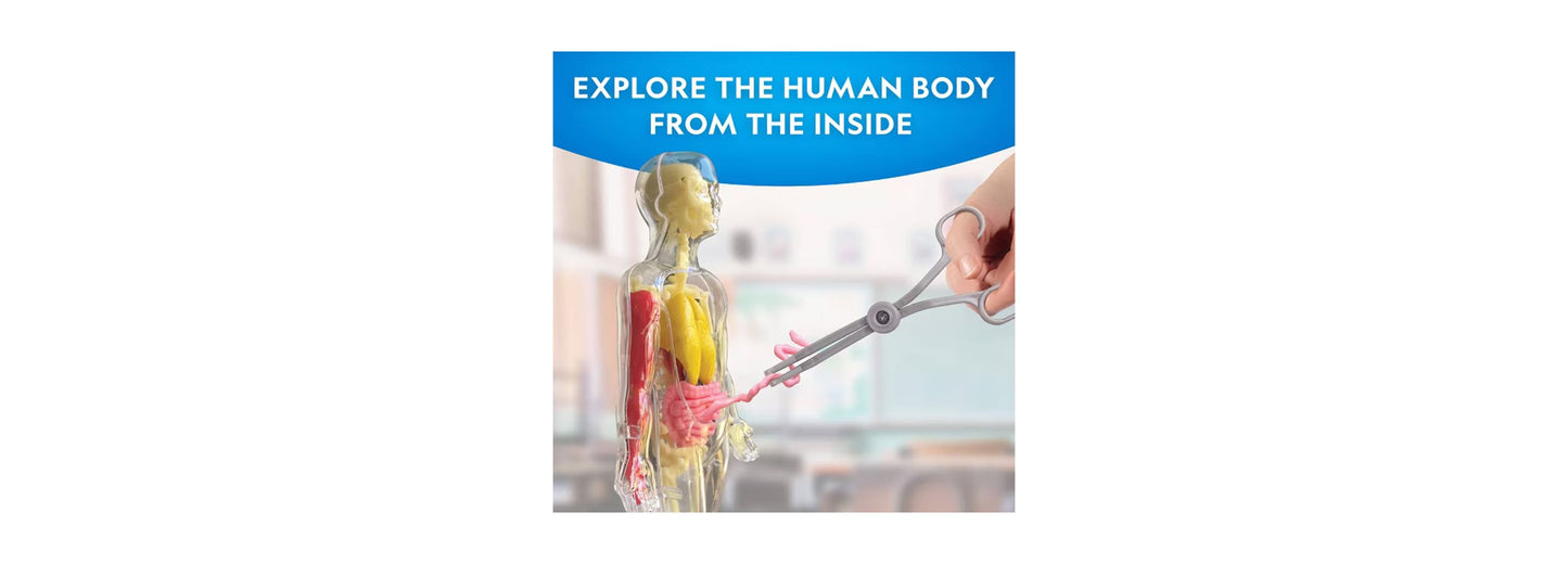 National Geographic Glow-In-The-Dark Human Body model with illuminated organs and skeletal system
