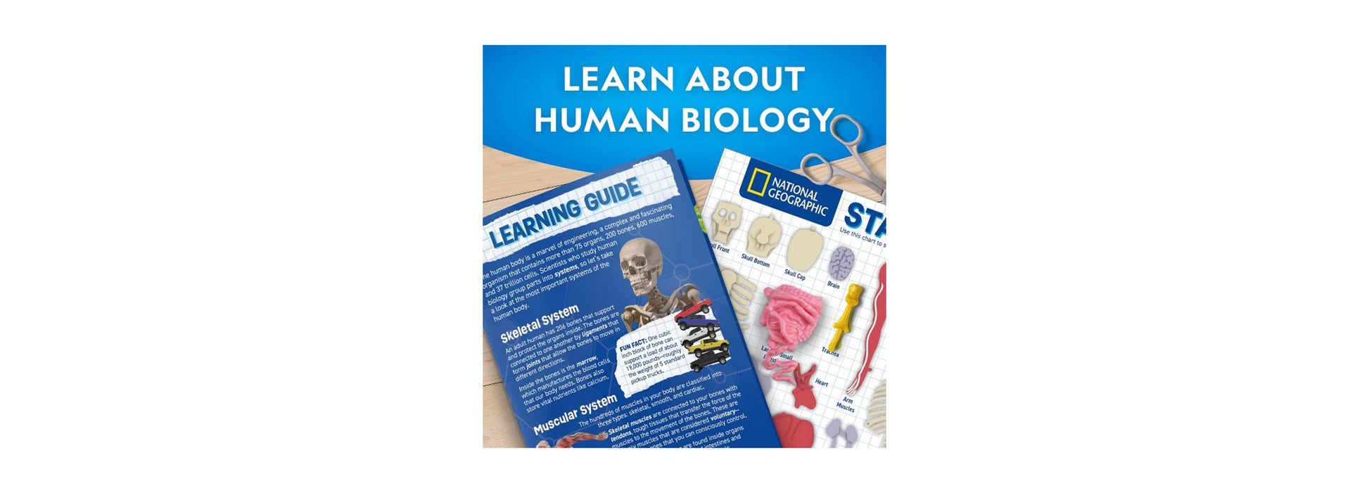 National Geographic Glow-In-The-Dark Human Body learning kit with skeletal and muscular system models