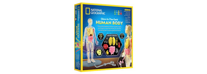 National Geographic Glow-In-The-Dark Human Body anatomy kit with glowing organs