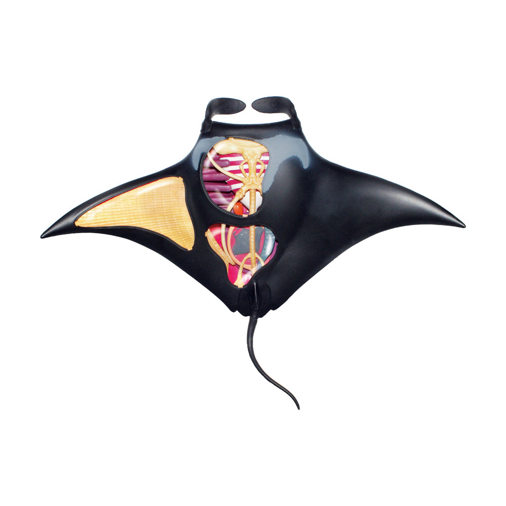 4D Master Manta Ray Anatomy Model Kit – Toys