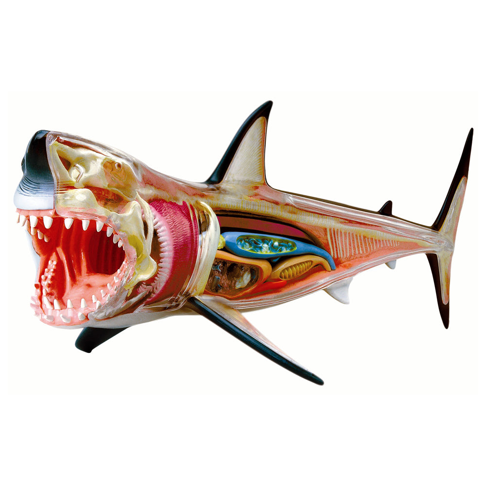 4D Master Great White Shark Anatomy Model Kit