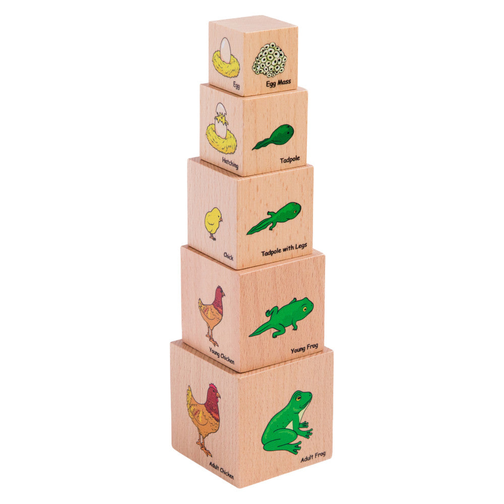 The Freckled Frog Lifecycle Wooden Blocks - Moth, Butterfly, Chicken, Frog Stages