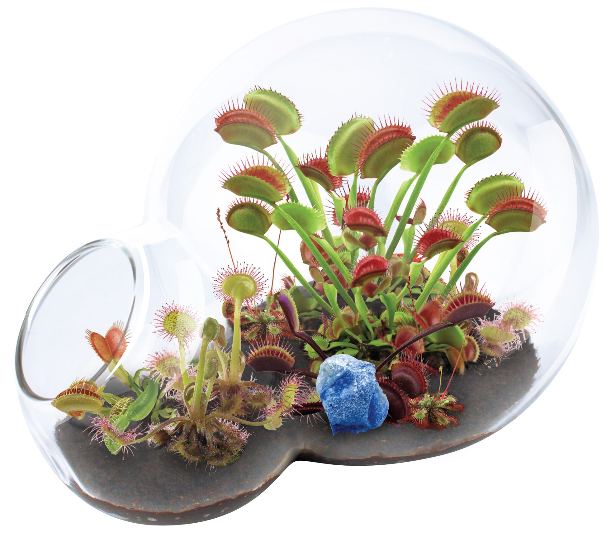 buy carnivorous plant terrarium Unique Gardener Double Sphere Carnivorous Plant Terrarium Kit